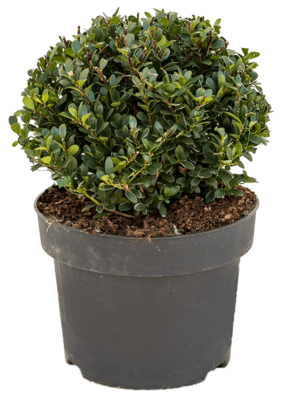 Ilex crenata 'Dark Green' H 45 cm