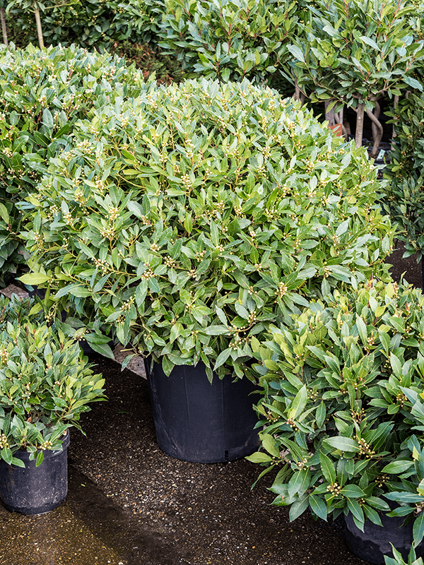 Laurus Nobilis H 110 cm