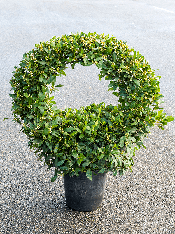 Laurus Nobilis H 120 cm