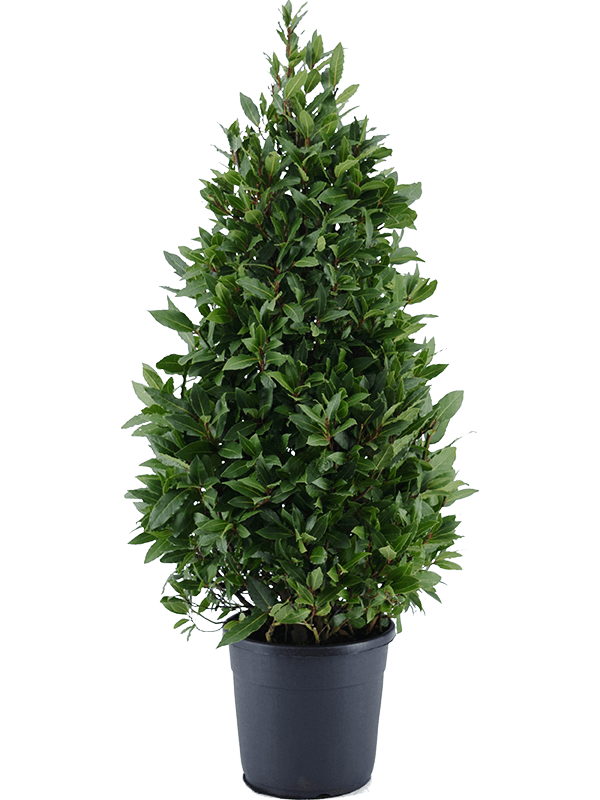 Laurus Nobilis H 140 cm