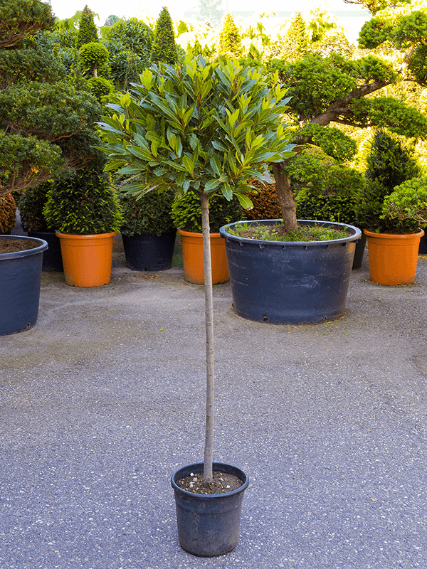 Laurus Nobilis H 120 cm