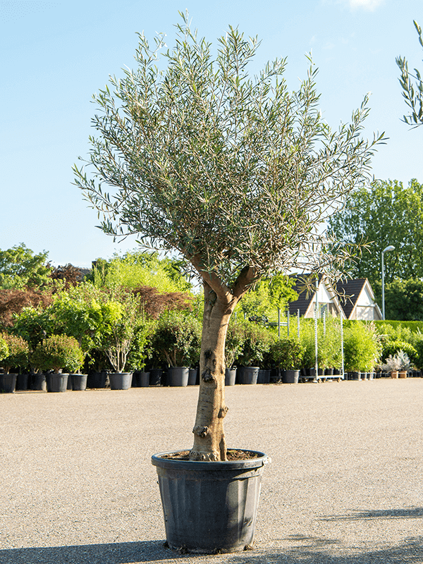 Olea Europaea H 250 cm