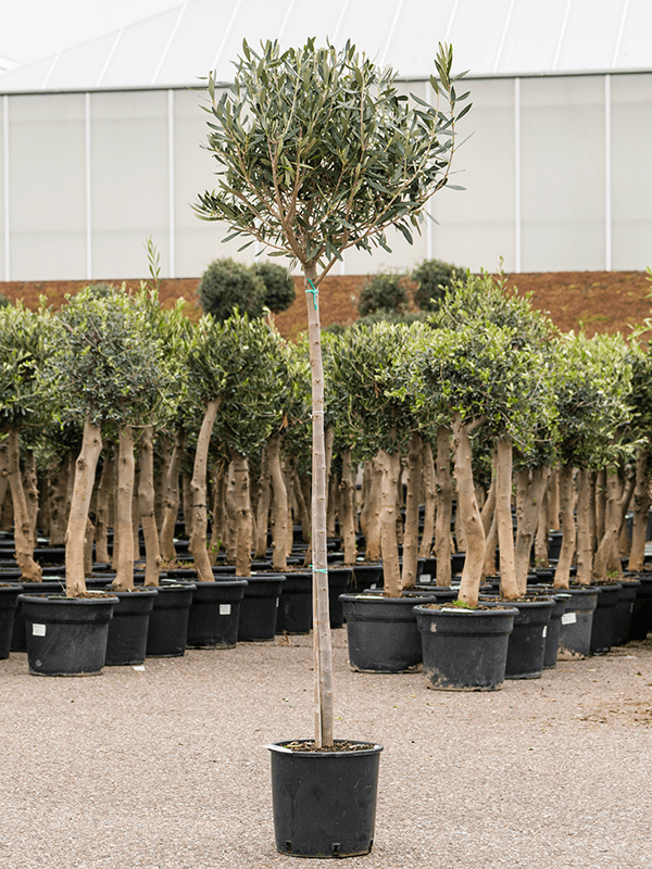 Olea Europaea H 180 cm