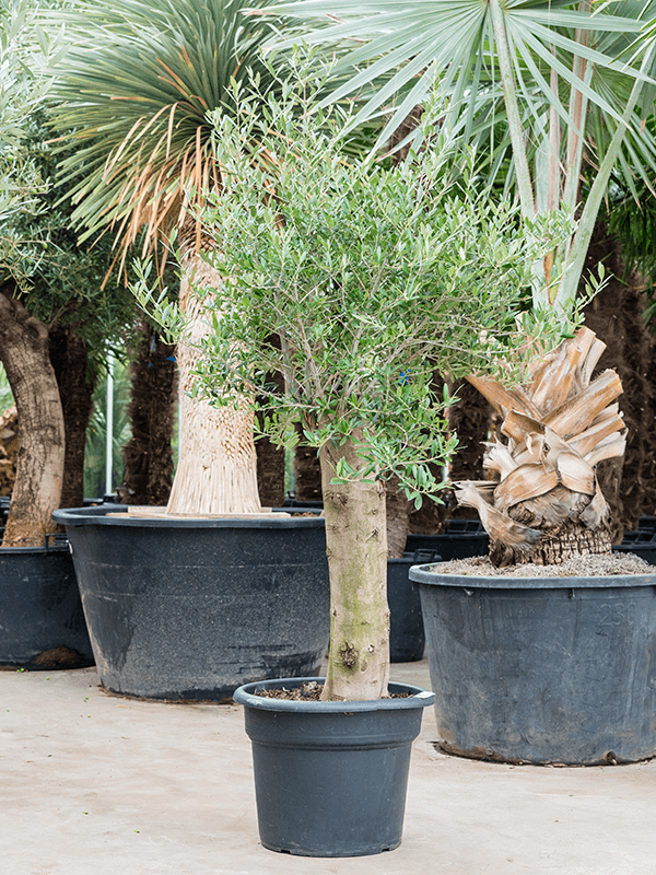 Olea Europaea H 145 cm