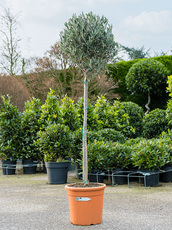 Olea Europaea H 160 cm