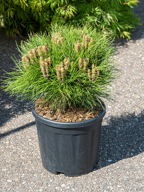 Pinus 'Marie Bregeon' H 60 cm
