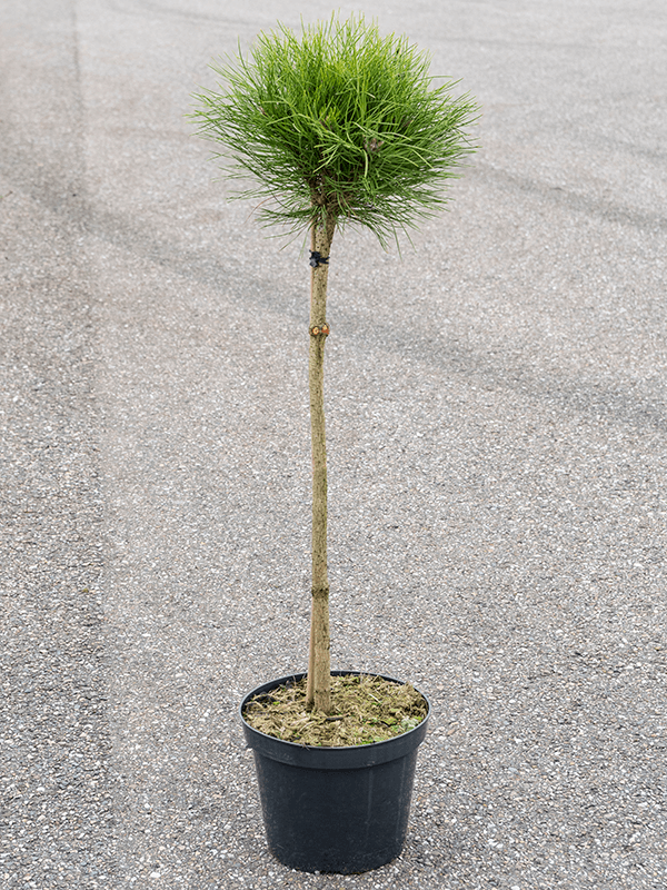 Pinus 'Marie Bregeon' H 130 cm
