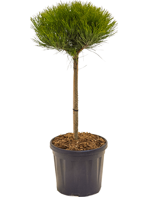 Pinus 'Marie Bregeon' H 80 cm