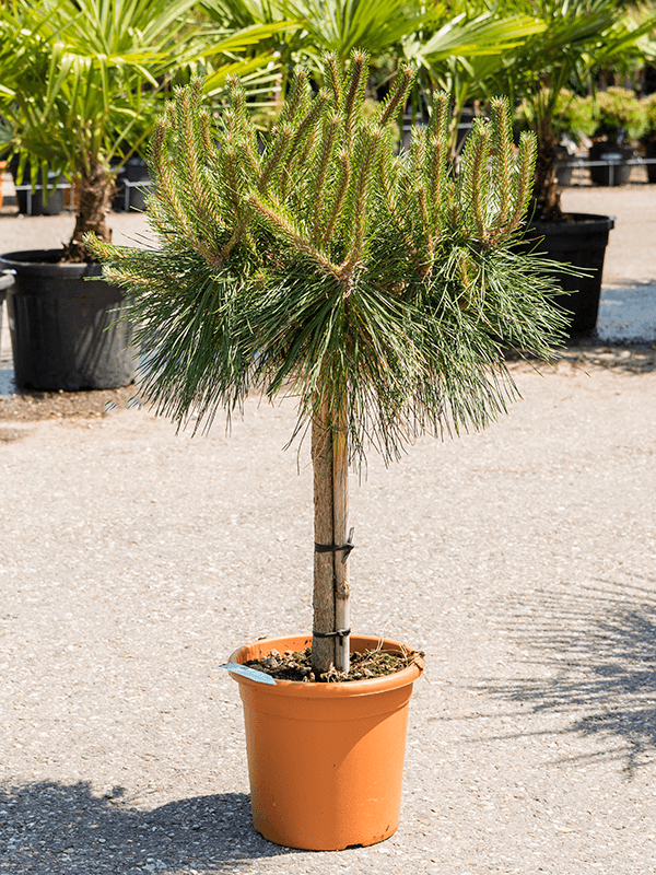 Pinus Brepo H 95 cm