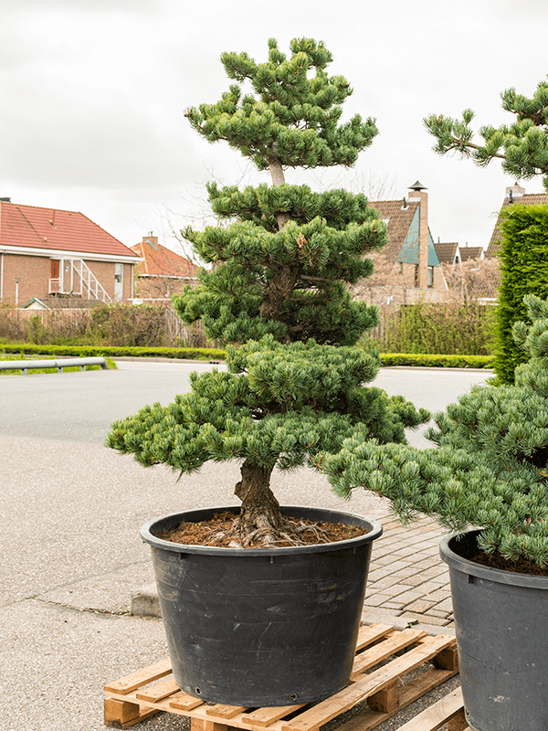 Pinus Parviflora H 200 cm
