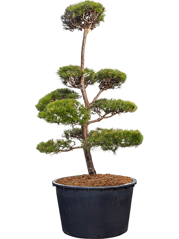 Pinus Sylvestris H 260 cm