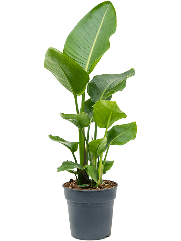 Strelitzia Nicolai H 100 cm