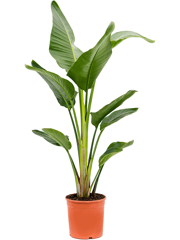 Strelitzia Nicolai H 120 cm