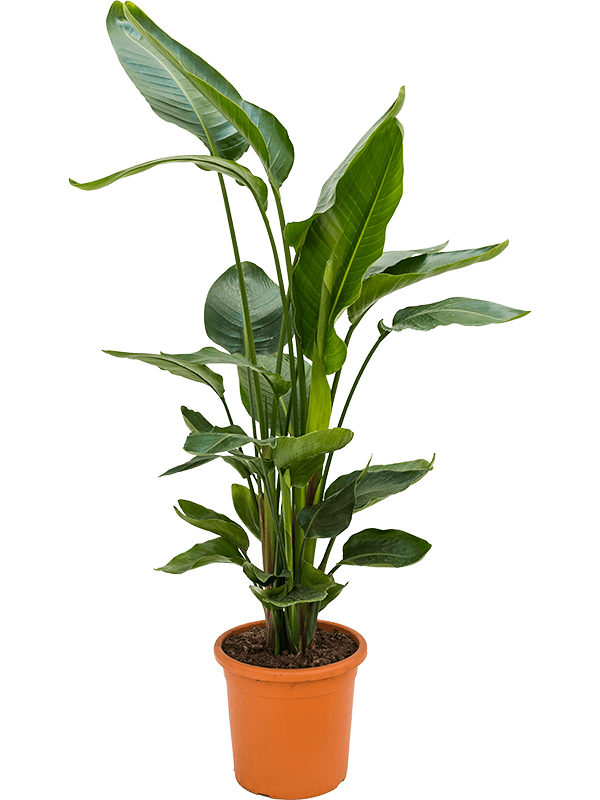 Strelitzia Nicolai H 105 cm