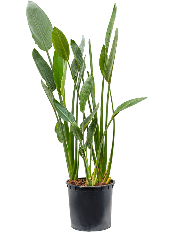 Strelitzia Reginae H 130 cm