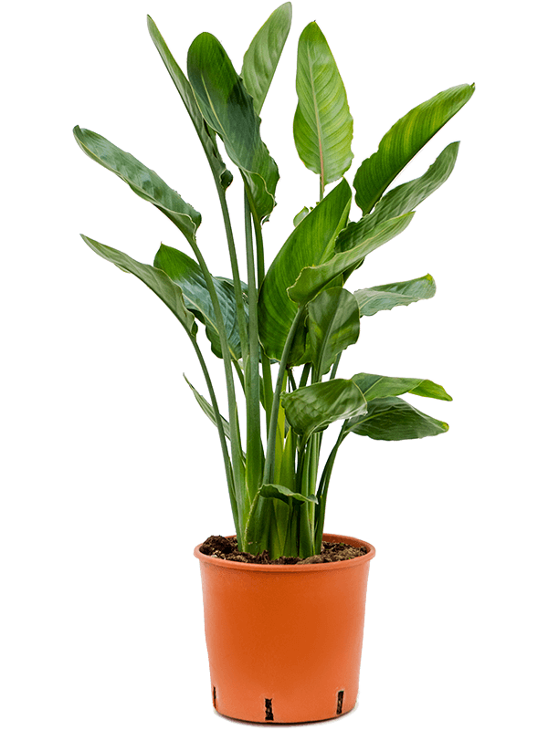 Strelitzia Reginae H 70 cm