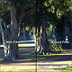 6.6X6.6 SOFT CONTRAST 5 FILTER - 6666SC5 +