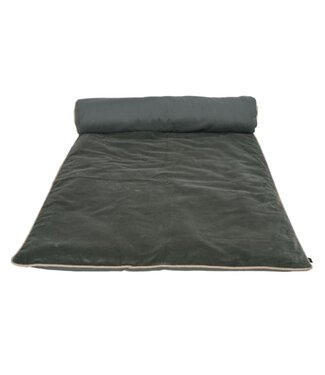 New Delhi Bedloper Pigeon