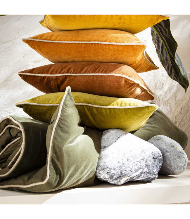 New Delhi Bedloper Pigeon