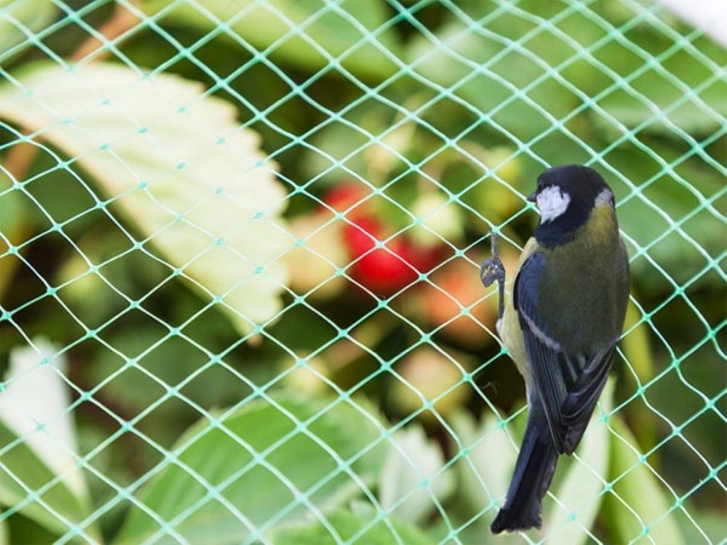 Perel vogelnet, polyester, maaswijdte 2 cm², 8 x 8 m, groen
