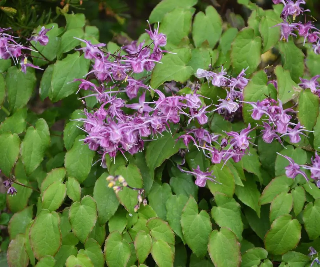 epimedium-horny-goat-weed-icariin-erectiepillenwinkel