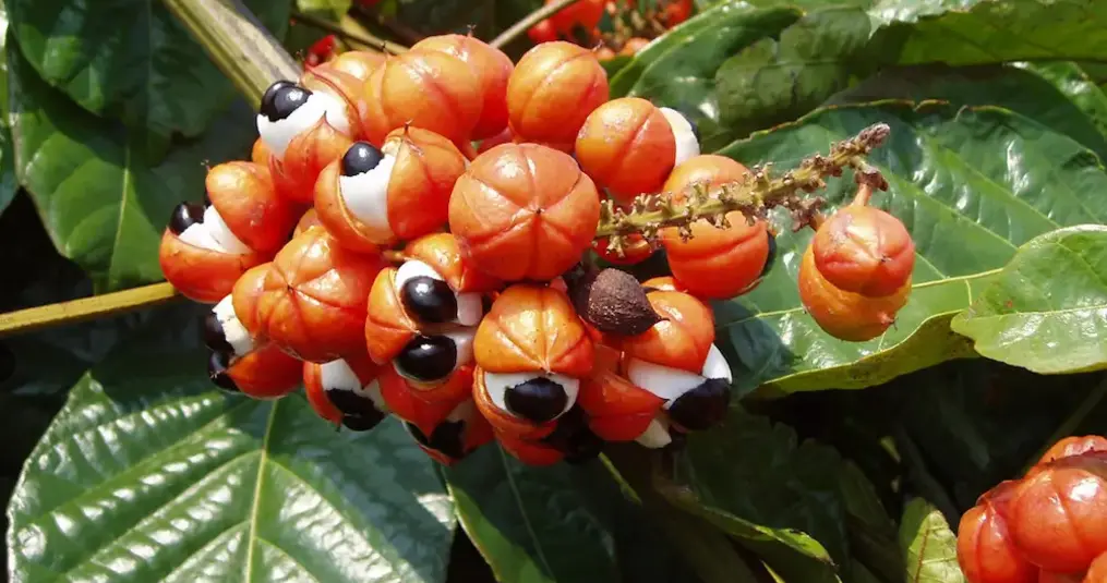 Guarana