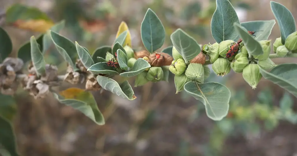 Ashwaganda