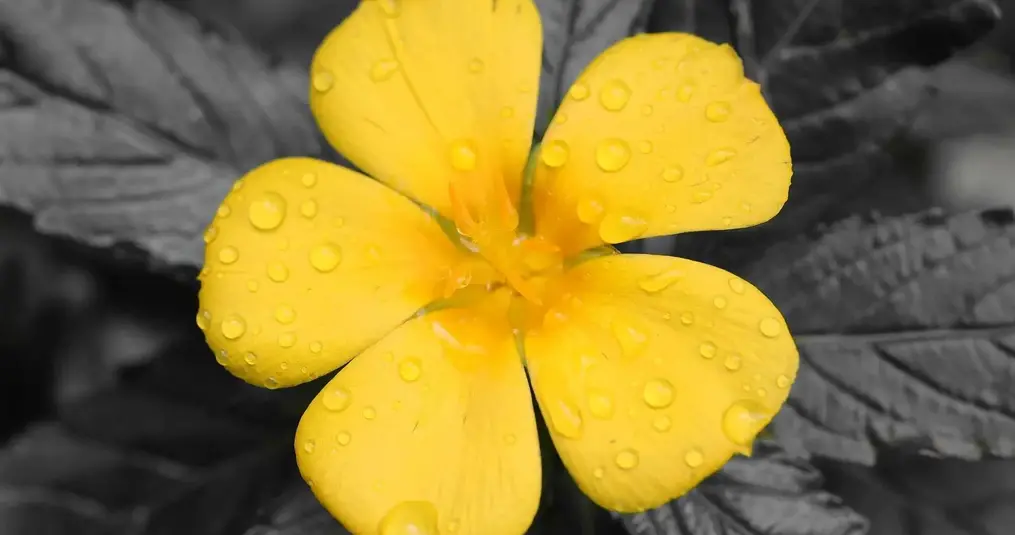 Damiana