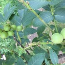 Junge Walnussbaum Juglans regia Mini Multiflora Nr.9