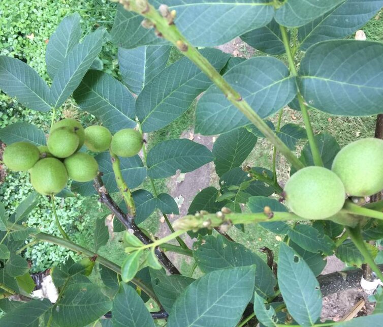 Walnootboom Juglans regia Mini Multiflora Nr.9