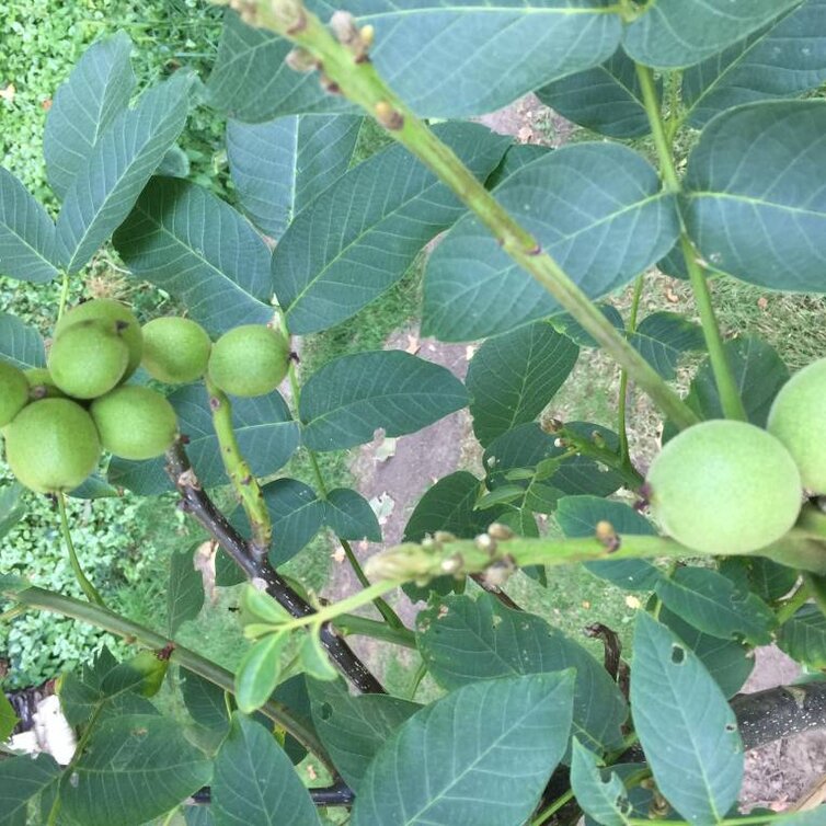Junge Walnussbaum Juglans regia Mini Multiflora Nr.9