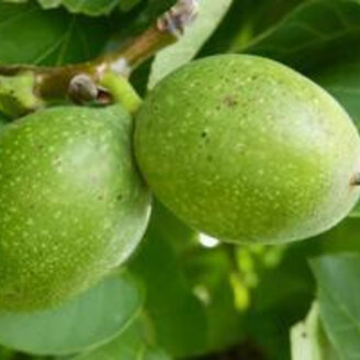 Young Walnut tree Juglans ail. cord. Grimo Manchurian