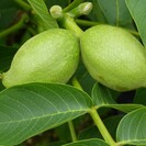 Junge Walnussbaum Juglans regia Bella Maria