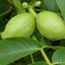 Walnussbaum Juglans regia Bella Maria