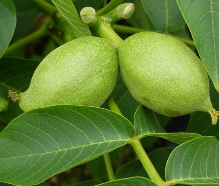 Walnussbaum Juglans regia Bella Maria