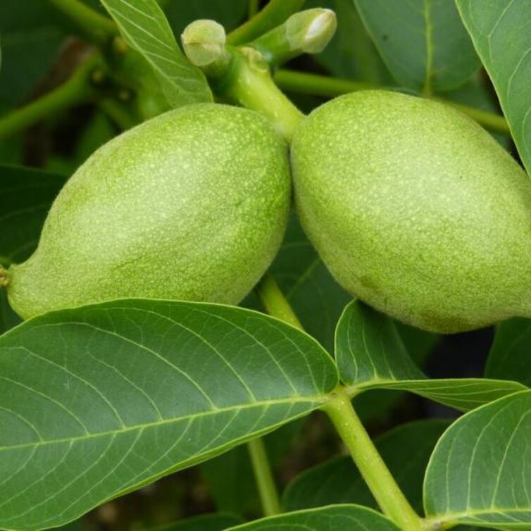 Junge Walnussbaum Juglans regia Bella Maria