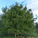 Jonge Walnootboom Juglans regia Broadview