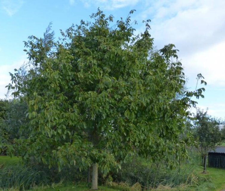 Walnootboom Juglans regia Broadview