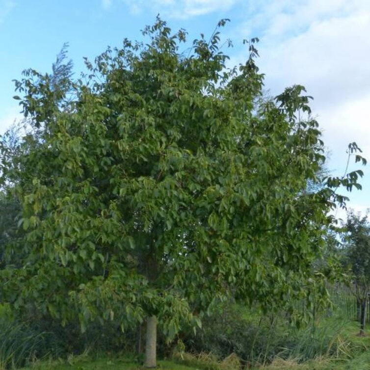 Walnut tree Juglans regia Broadview