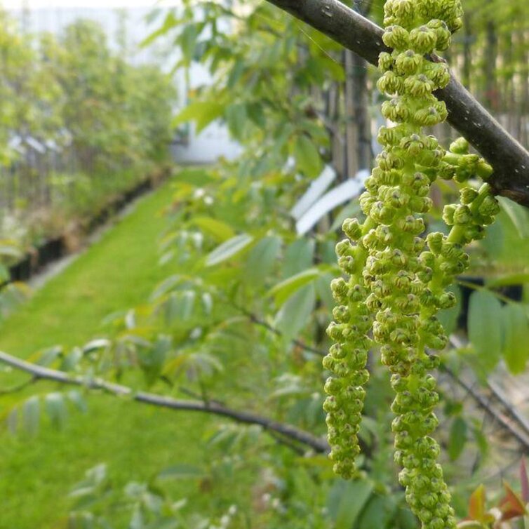 Jonge Walnootboom Juglans regia Broadview