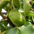 Young Walnut tree Juglans regia Lange van Lod