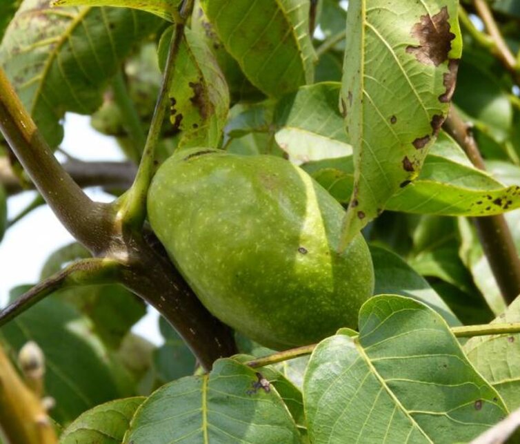 Walnootboom Juglans regia Lange van Lod