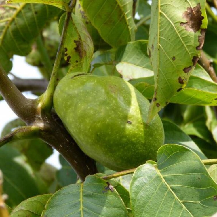 Young Walnut tree Juglans regia Lange van Lod