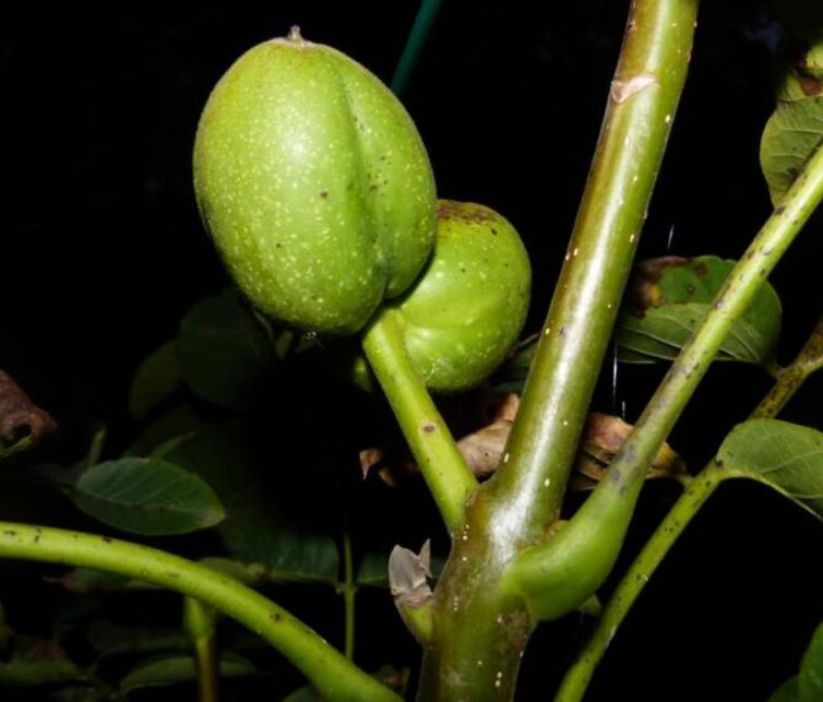 Walnussbaum Juglans regia Jupiter