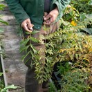 Jonge Walnootboom | Juglans nigra Lacinata