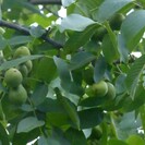 Walnootboom Juglans regia Drjanovski