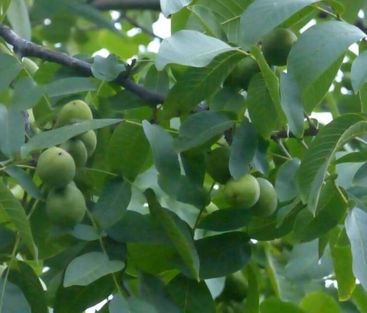 Walnootboom Juglans regia Drjanovski