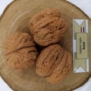 Jeune Noyer Juglans Regia Axel