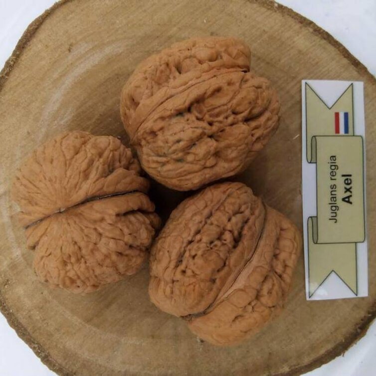 Walnussbaum Juglans regia Axel