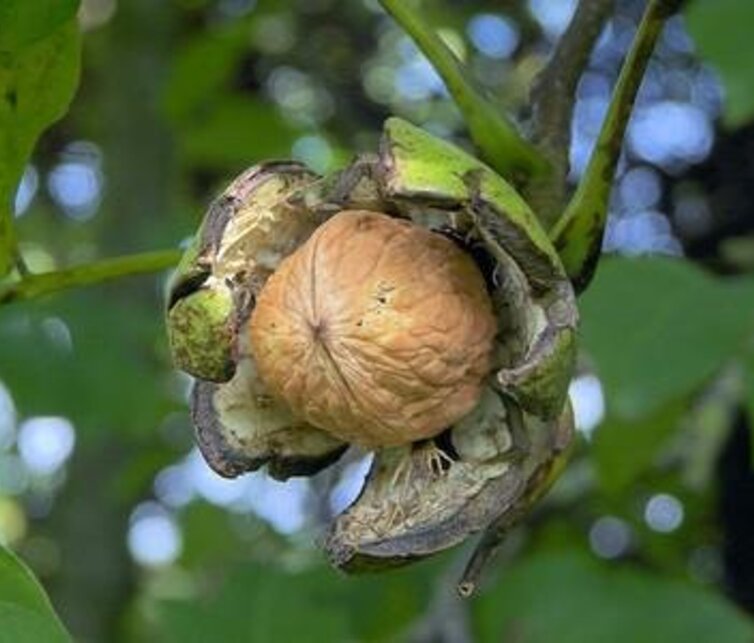 Walnussbaum Juglans regia Buccaneer